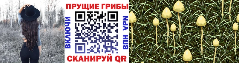 Галлюциногенные грибы Cubensis  где купить наркотик  Лакинск 